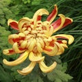 Red and yellow chrysanthemum